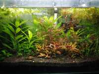 Plantas de aquário - Alternanthera 'Pink'/Bucephalandras/Cryptocorynes