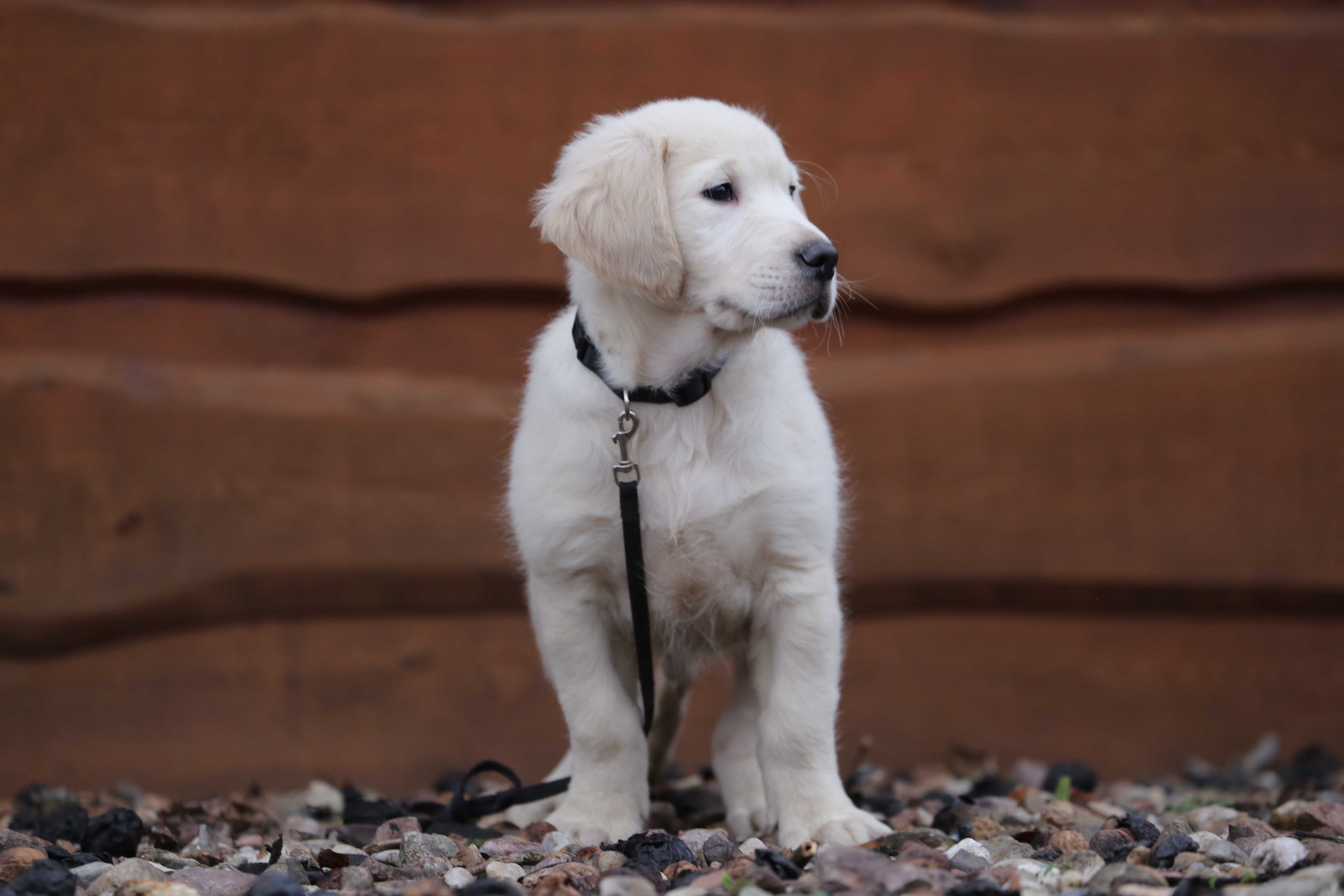 Golden Retriever szczeniak piesek