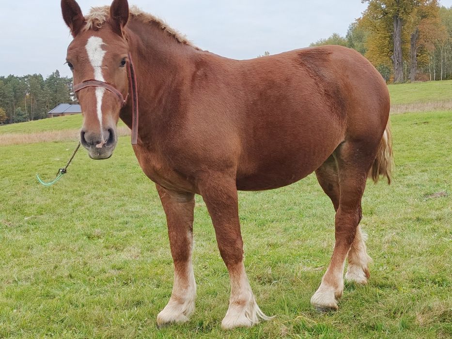 Źrebica , klacz  zimnokrwista ( PKZ )  2 lata