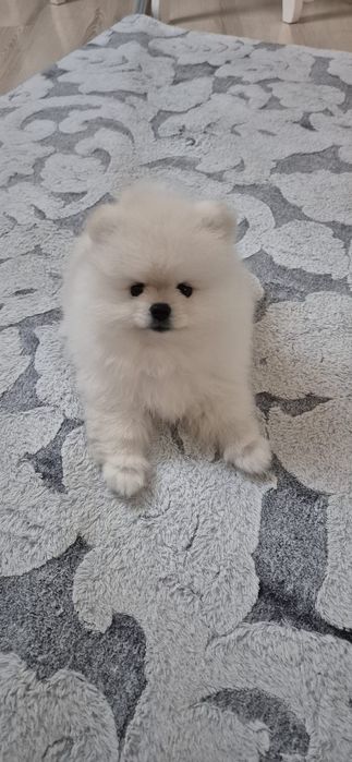 Szpic miniaturowy Pomeranian FCI Suczka