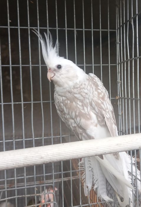 CATURRA AVE MAIO 2025 - Fêmea Sexada