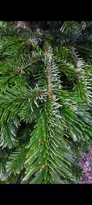 Żywa choinka.  Sosna . Świerk.  Jodła.  Cięte I w donicy !