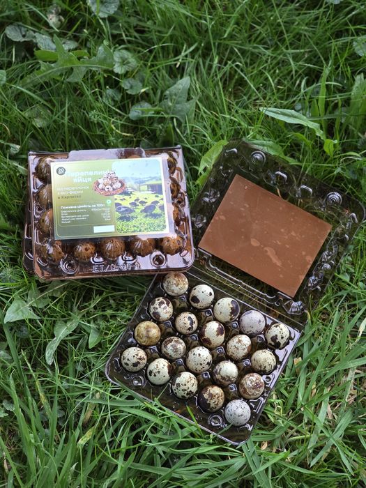 Перепелині яйця з Закарпаття еко гурт опт