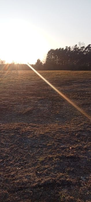 Sprzedam działki  przy lesie  w Trzebiechowie