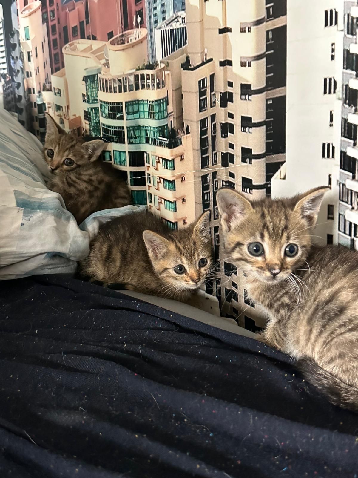 Kot, kocurek, kotek, kotki