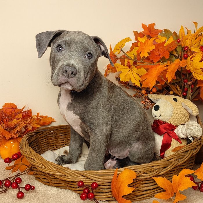 Kochany szczeniak amstaff!