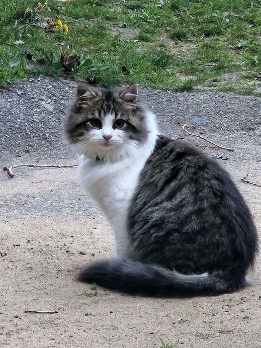 Котёнок 6 месяцев пушистый