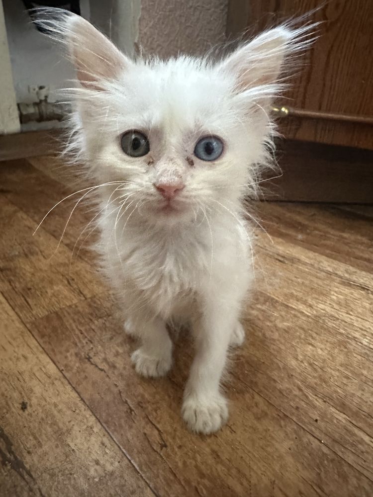 Продам красивого котенка с разными глазами