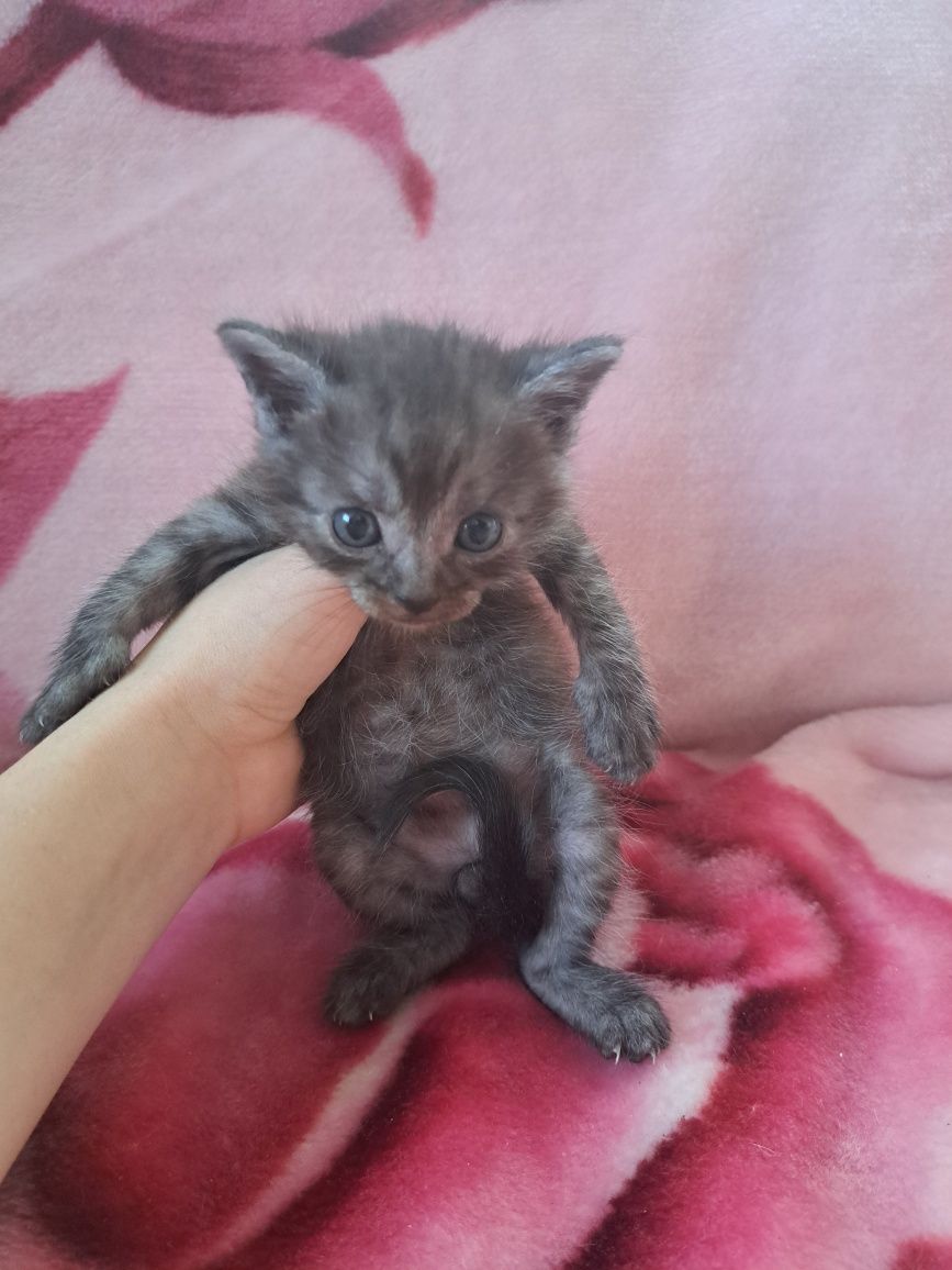 Віддам кошенят 1 місяць