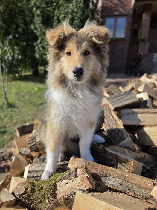 Gotowy do odbioru-Szczeniak Owczarek Szkocki Długowłosy Collie FCI