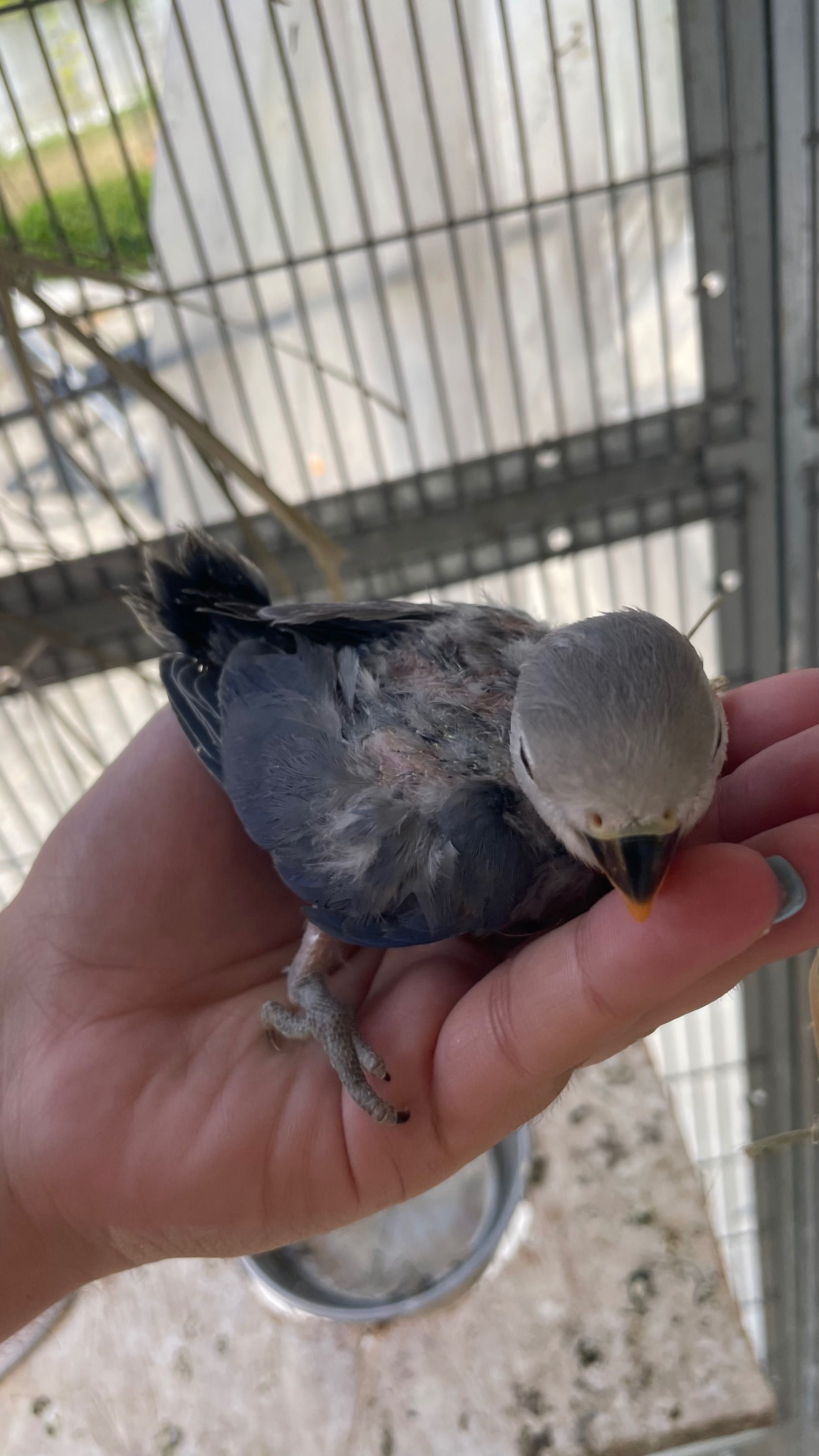 3 Agapornis roseicollis a serem criados a mão
