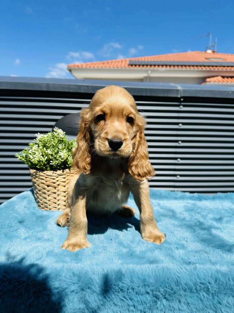 Cocker menino lindo