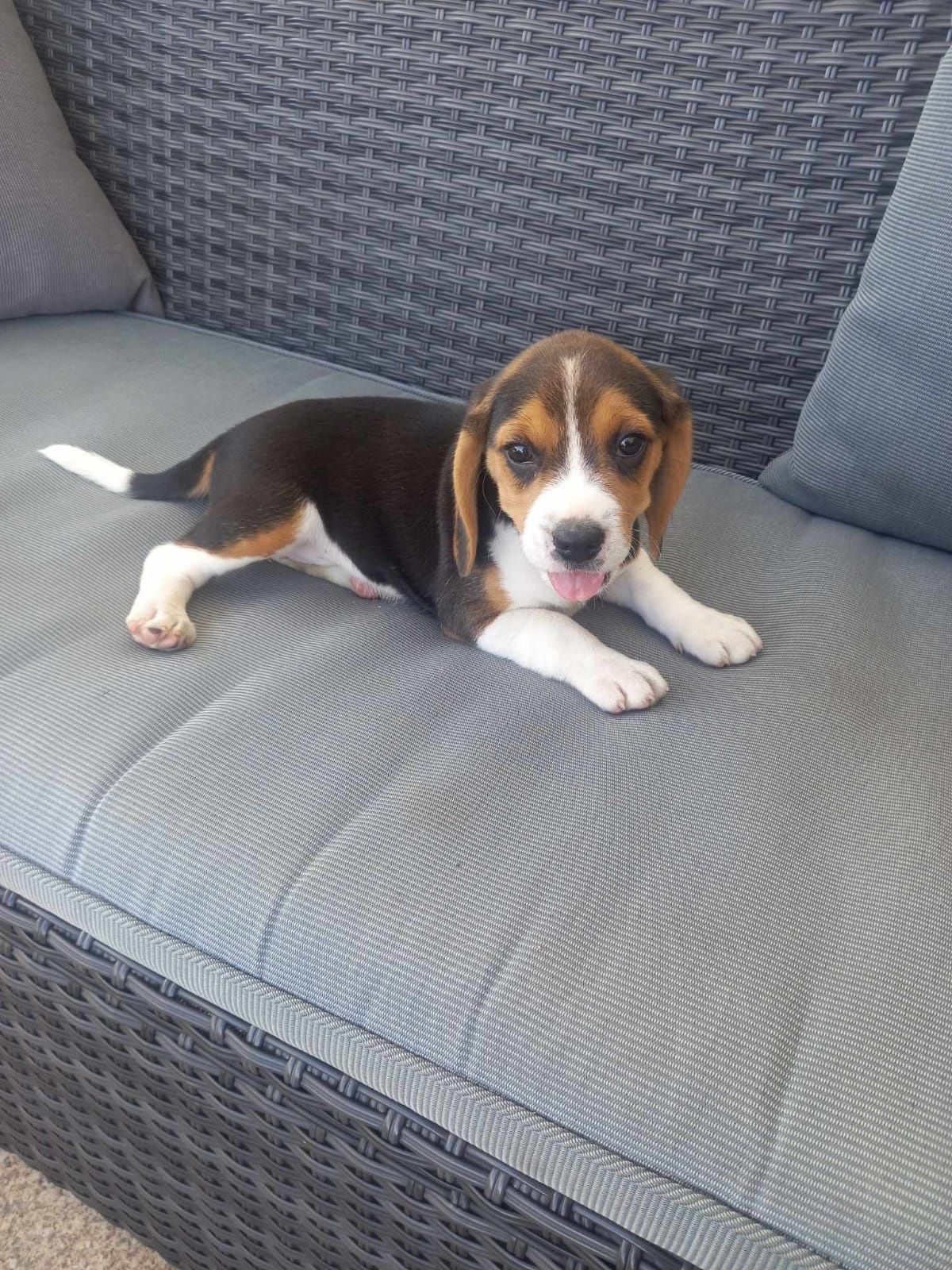 Beagle disponível