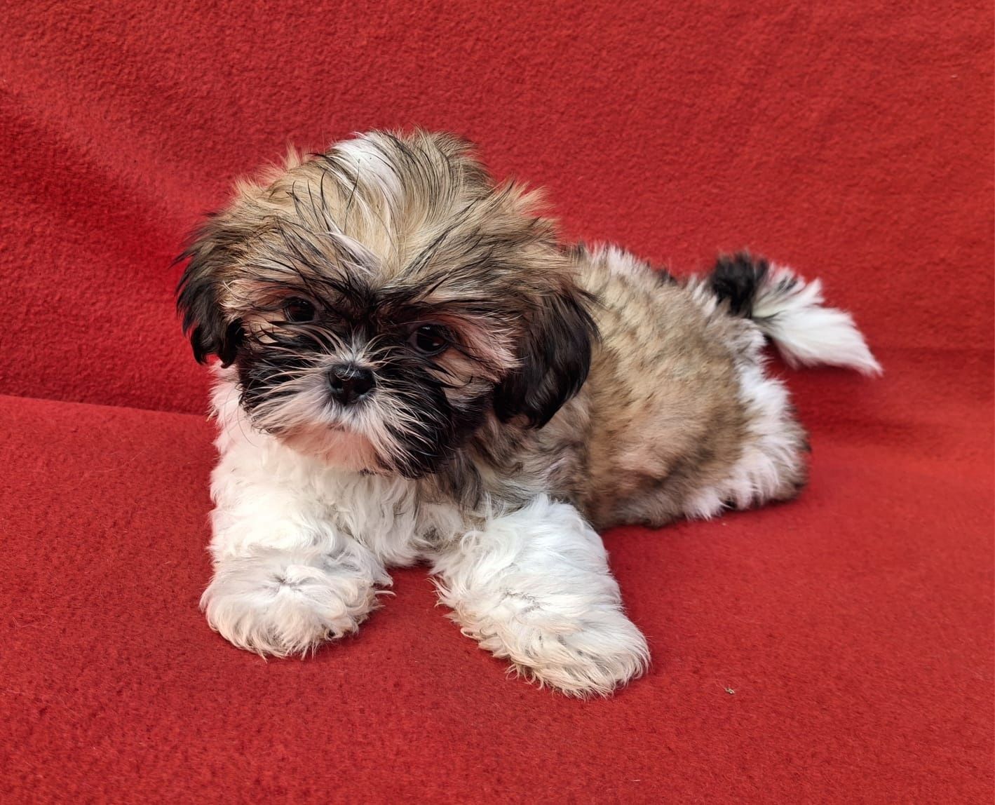 Piesek Shih-Tzu Gotowy do odbioru
