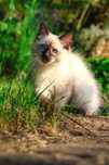 Ostatnia kotka Ragdoll o umaszczeniu colorpoint