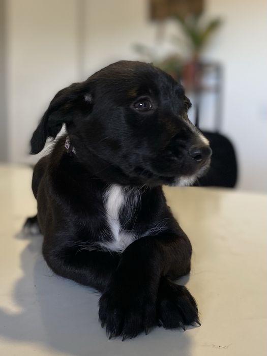 Cachorrinha para adoção