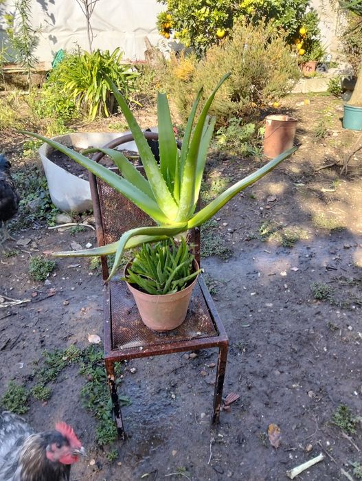 Vendo plantas bonitas apartir de 10€