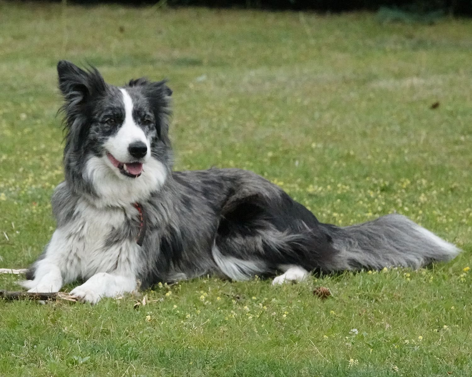 Border Collie piesek czarno-biały, 4 miesiące