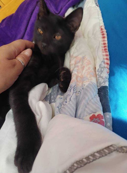 wesołe kociaki do oddania w dobre rece