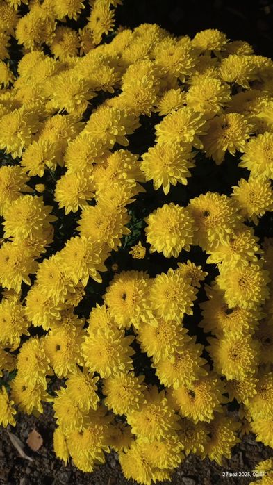 Chryzantemy sprzedam