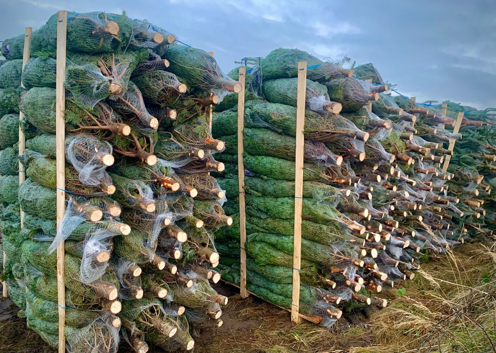 Drzewka Bożonarodzeniowe, Świąteczne Choinki,