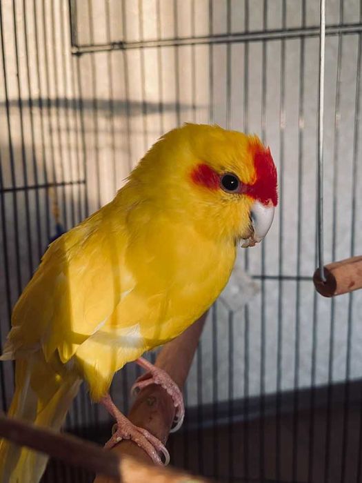 Vendo kakarique novos e adultos