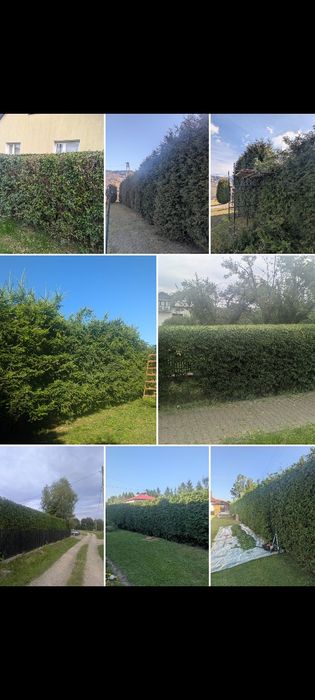 Wycinka,sprzątanie gałęzi,rębakowanie,działka,ogród,usługi ogrodnicze