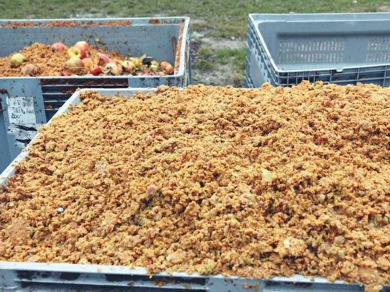 Wysłodki wytłok z Jabłka Marchwi  pasza dla KRÓW BYDŁA