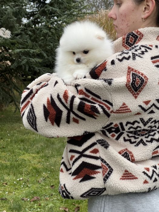 Szpic  sliczny samiec