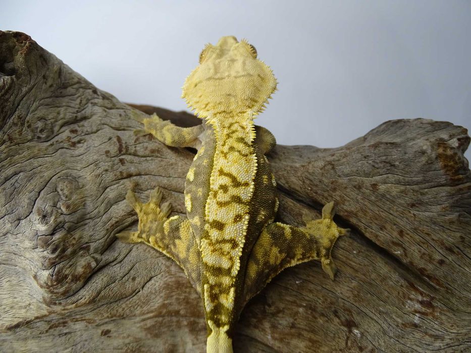 Gekon Orzęsiony samica Harlequin