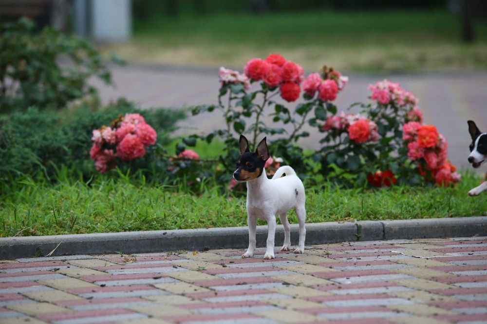 Американський той-фокстер'єр. Цуценята.