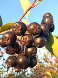 Aronia Darmowa Dostawa Polski SUPERFOOD Idealna na soki przetwory