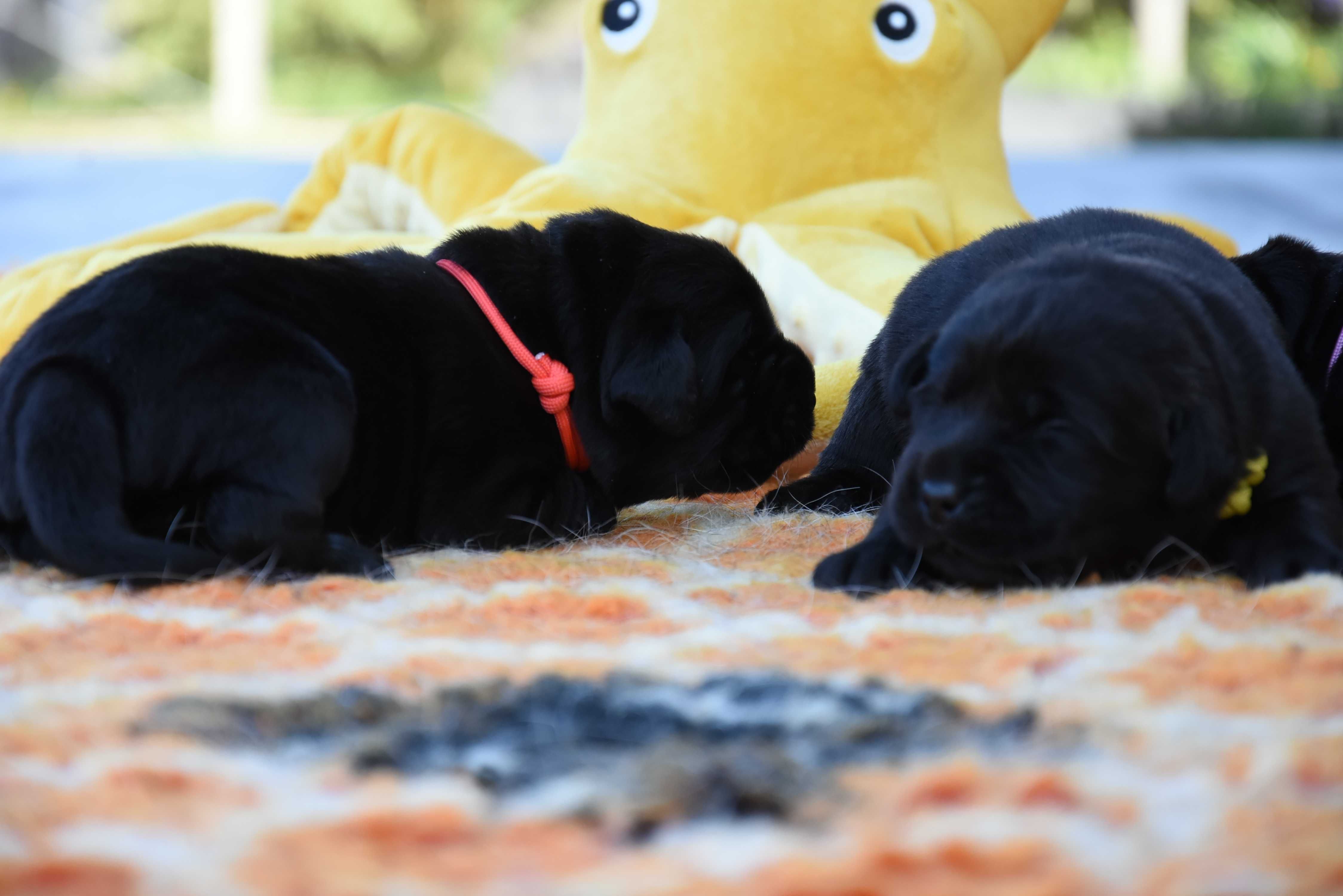 Labrador retriever z metryką ZKwP(FCI)