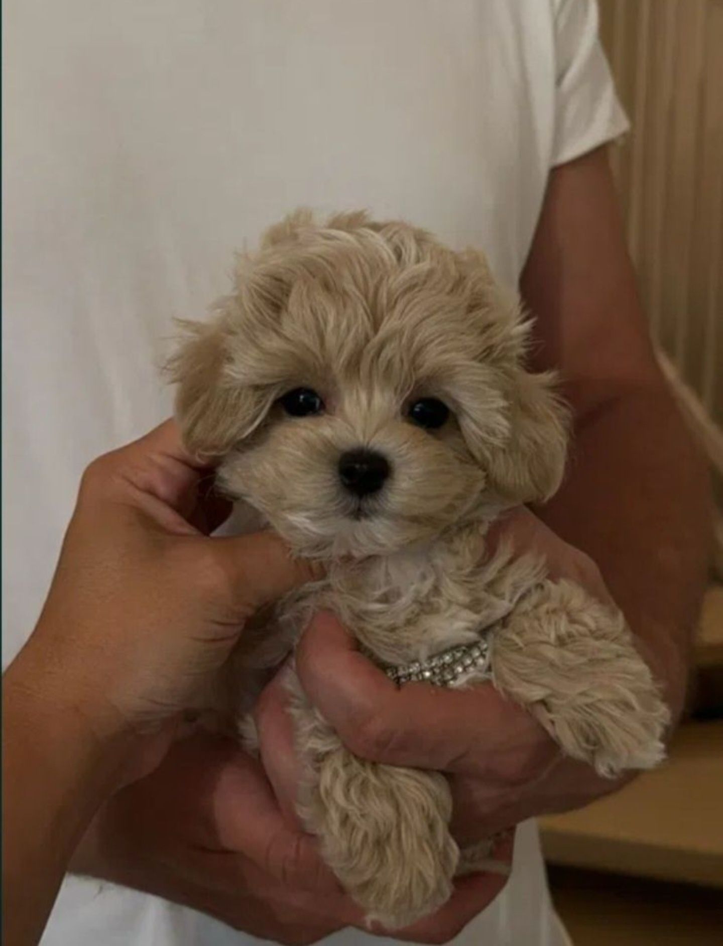 Zjawiskowa Cremowa Suczka Maltipoo