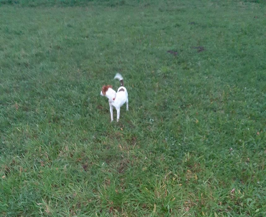 Jack Russell Terrier - suczka