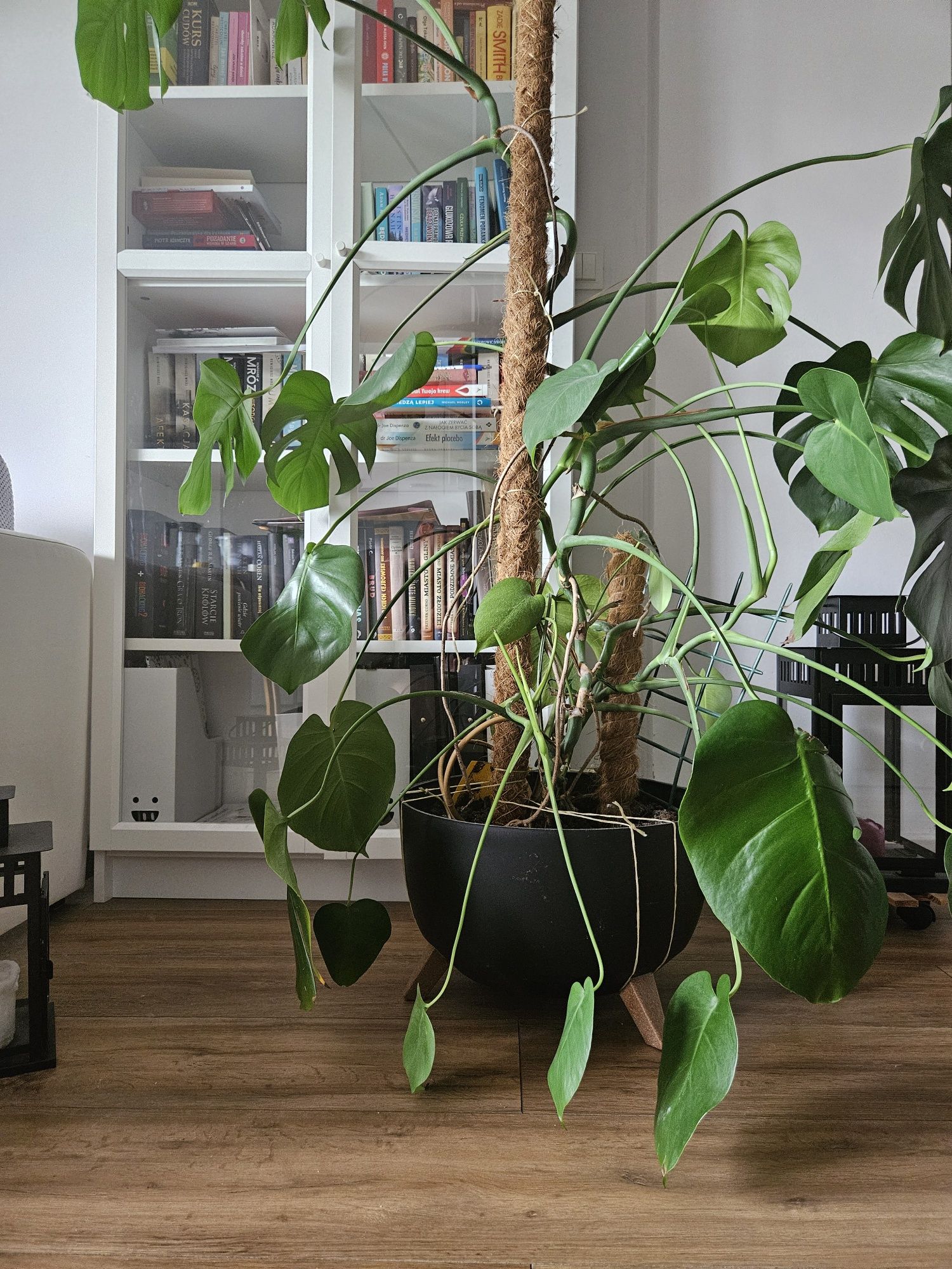 Kwiat Monstera około 147cm