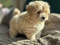 Maltipoo - sunia ;*