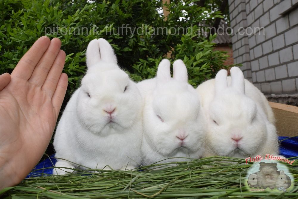 Чистопородные гермелины из питомника Fluffy Diamond.Самые маленькие