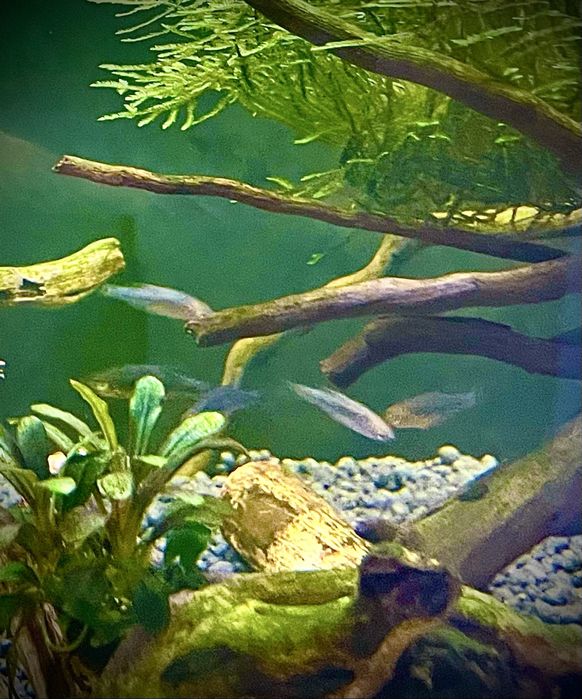 Danio erythromicron zwana również koliberkiem