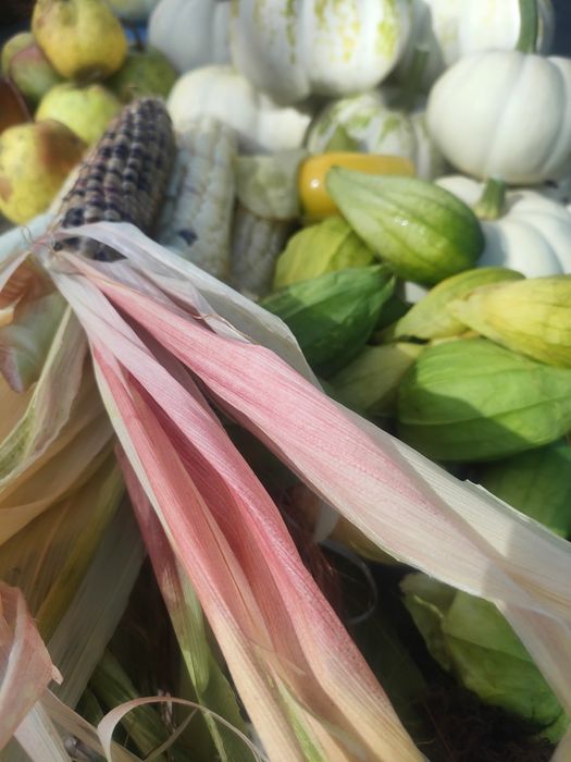 Декоративна кукурудза різних сортів