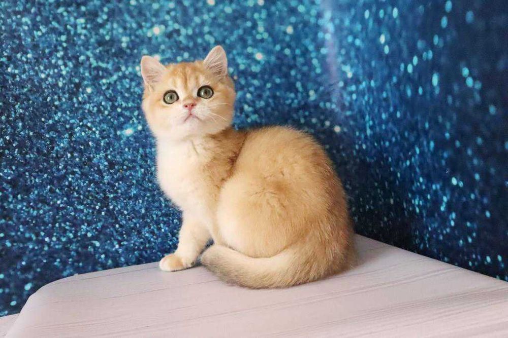 Плюшевый британский мальчишка-золотая шиншила