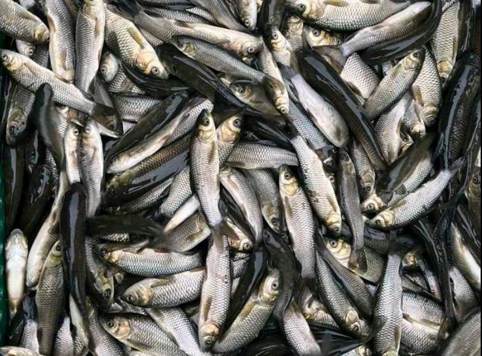 Продам малька амура,Короп, линь,толстолоб