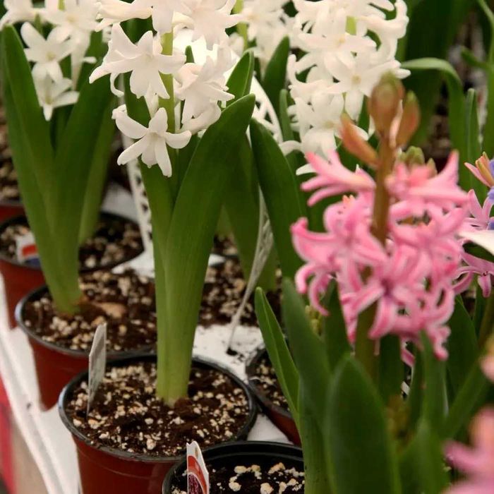 агроперлит,перліт,утеплення фасаду,агроперлит оптом,агроперліт гуртом