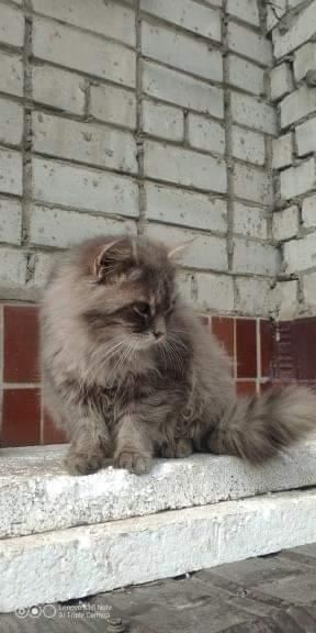 Пропал кот, Бавария