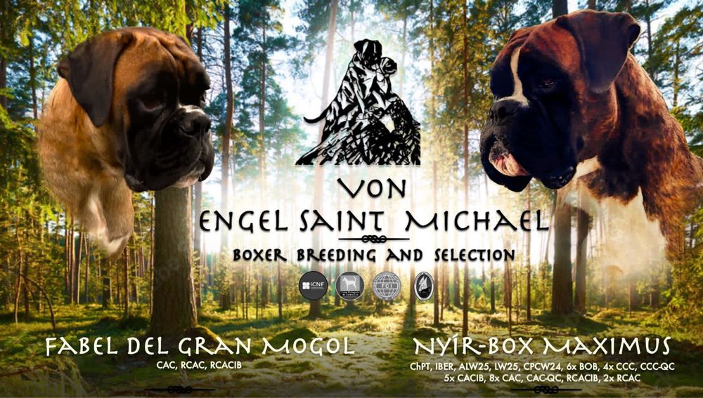 Cachorro Boxer excelente linhagem