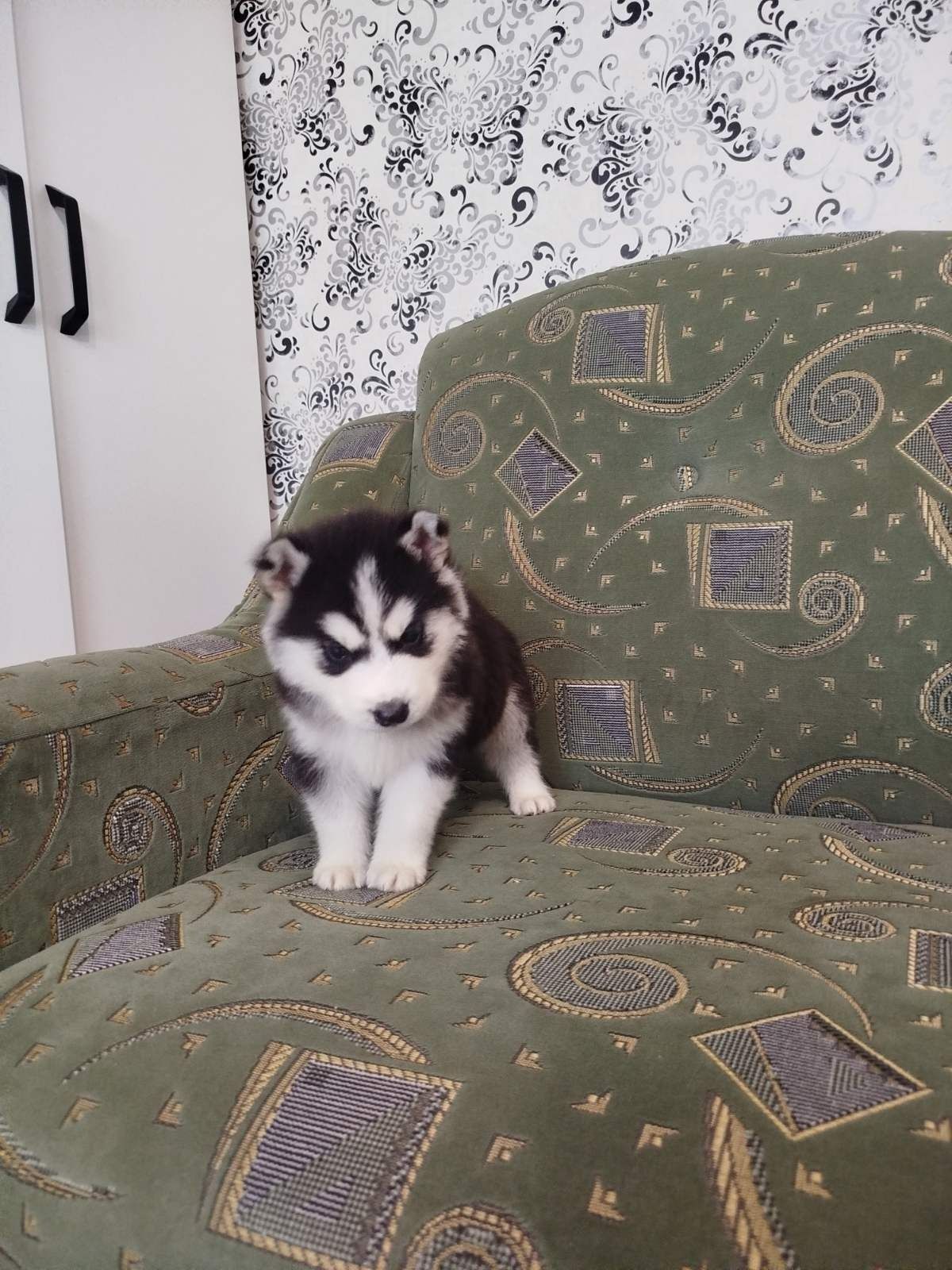 Сибірський хаскі