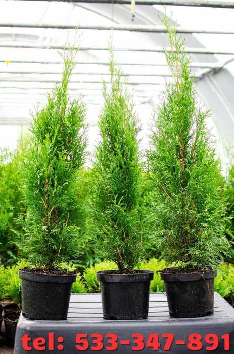 TUJE SZMARAGD 50-70 cm – MEGA CENA 5,50 zł/szt.!  Dostawa Gratis