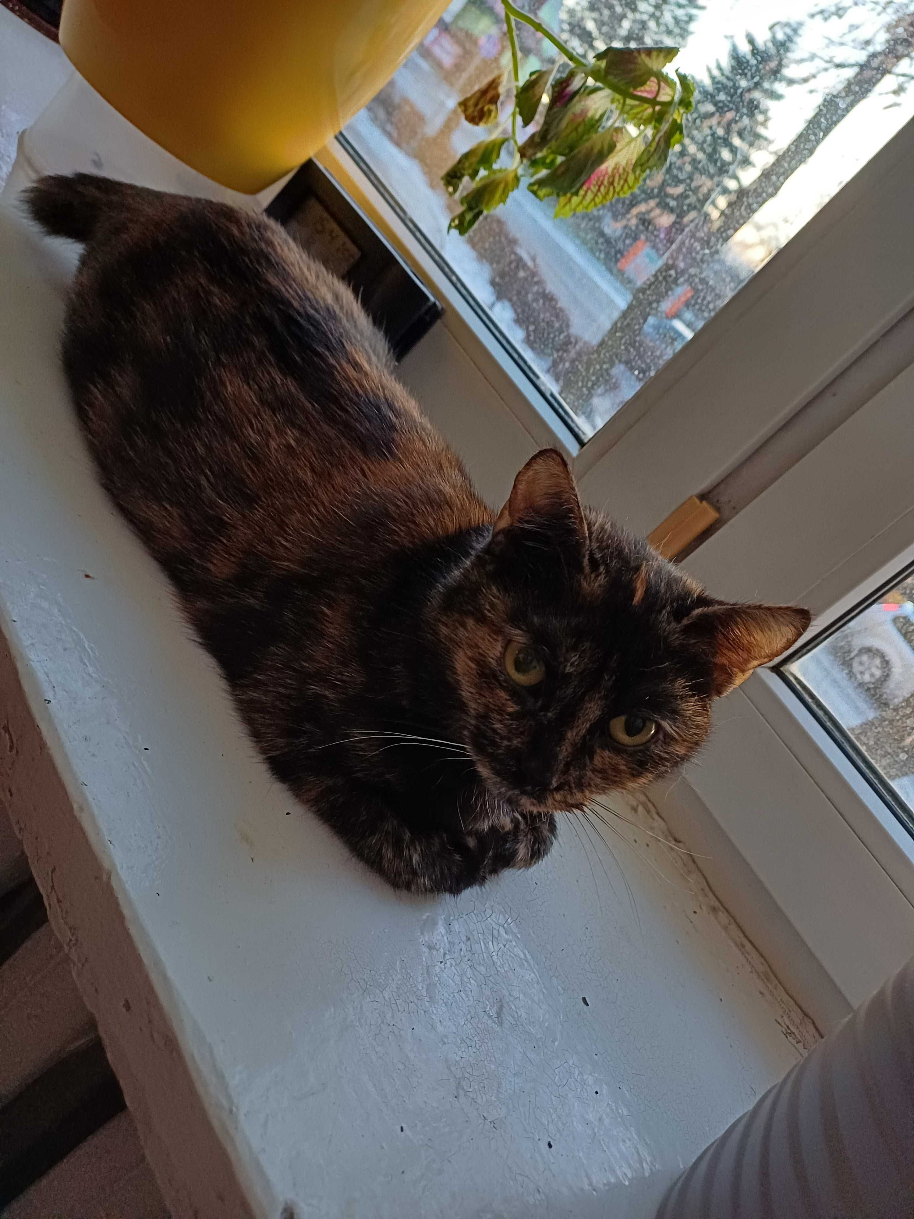 Kotka Bajaderka do adopcji