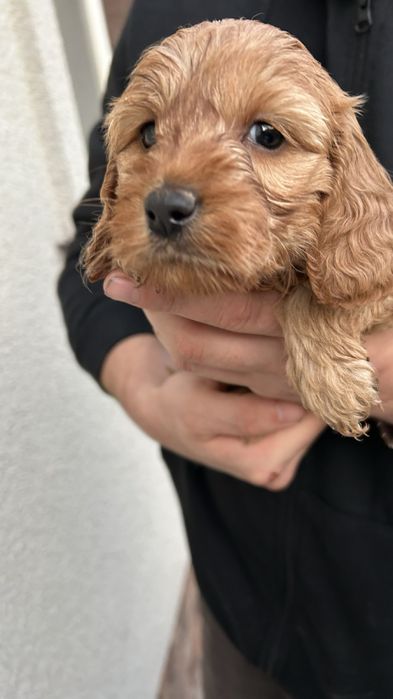 Собаки Кокапу шукають люблячу сімʼю , потішні, веселі, грайливі та ніж