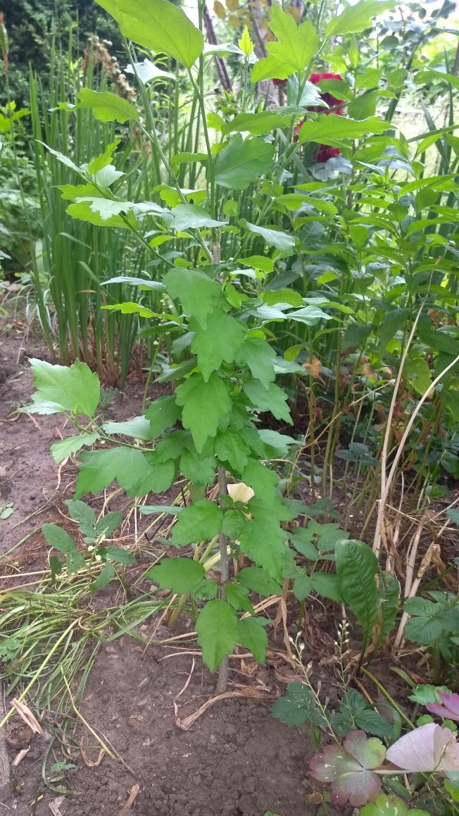 paprocie czyściec wełnisty, hibiskus kwitnący